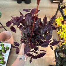 Image result for Tradescantia zebrina