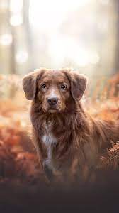 Dog Portrait Outdoor Confident Wallpaper Puppy Photography Dog Portrait Photography Dog Photography Outdoor