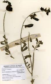 Image result for Crotalaria cylindrocarpa