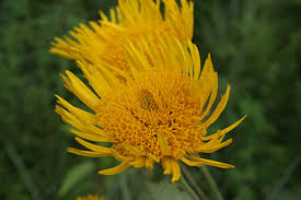 Image result for Berkheya setifera