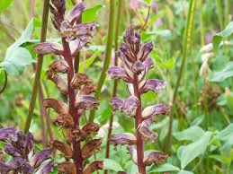 Image result for Orobanche minor