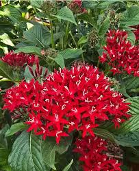 Image result for Pentas lanceolata