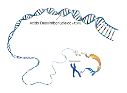 Artifact disentanglement network for unsupervised. Adn Acido Desoxirribonucleico Nhgri
