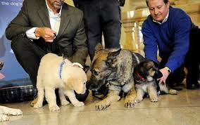 We offer german shepherd puppies for sale. According To American Kennel Club Yorkshire Terrier Is Most Popular Dog In New York City New York Daily News
