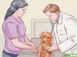 Deworming puppies * initiate treatment at 2 weeks; How To Deworm A Puppy 13 Steps With Pictures Wikihow