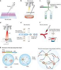 Protists, fungi, plants and animals. Single Cell Rna Sequencing Technologies And Bioinformatics Pipelines Experimental Molecular Medicine