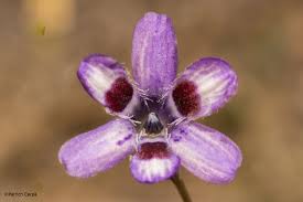 Image result for Tecophilaeaceae