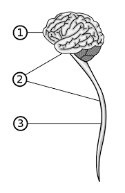 In biology, the nervous system is a highly complex part of an animal that coordinates its actions and sensory information by transmitting signals to and from different parts of its body. Central Nervous System Wikiwand
