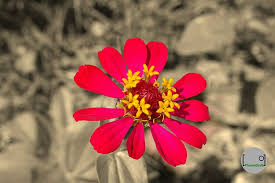 Check spelling or type a new query. Cara Membuat Color Splash Menggunakan Picsart Phonegrafi