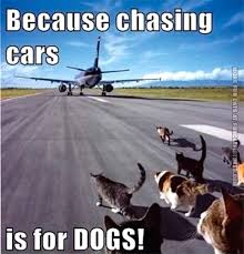 Even though cats get the reputation for being generally more calm than their canine counterparts, it's important to prepare for moving with cats as much as. 20 Funny Memes Of Cats Dogs And Moving Vehicles I Can Has Cheezburger