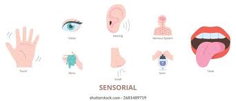 Image result for Taste Sensation