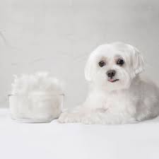 This Is Why I Lost Some Weight Hmmm Smells Like A Rod Myhair Doghair Maltese A Rod Bichon Maltes Mascotas
