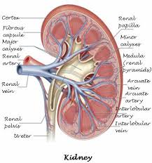 Genitourinary Apparatus Animals Veterinary Tech Vet Tech School Veterinary