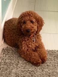 Price reduced from £3,250 as i have the last 5 we have available for sale a super litter of goldendoodle puppies. Mini Apricot Goldendoodle Cheap Buy Online