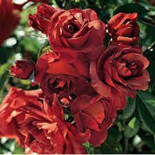 Naturehills.com has been visited by 10k+ users in the past month This Isn T The Greatest Pic But This Is An Amazing Rose Floribunda Roses Rose Varieties Planting Roses