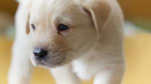 There Is A Age Old Solution For Putting People In Groups Cat Lovers And Dog Lovers Btw I M A Dog Lover For Some Unknown In 2021 International Dog Day Dogs
