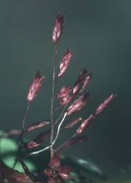 Image result for Eragrostis macrochlamys