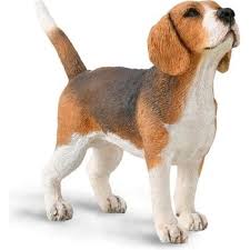 Image result for bígl