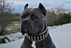 Check spelling or type a new query. Best Bully Breeder Xl Bullies For Sale