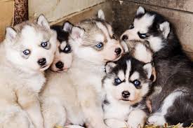 Kids and puppies have lots in common: Are Husky Puppies Good With Kids Embora Pets