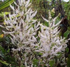 Image result for Tetradenia