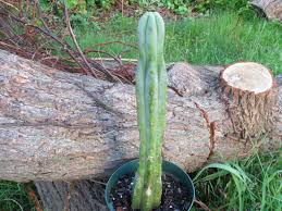 In la paz, cochabamba and possibly santa cruz, where it is commonly found, the bolivian torch is also called achuma or wachuma. Trichocereus Bridgesii Seeds World Seed Supply