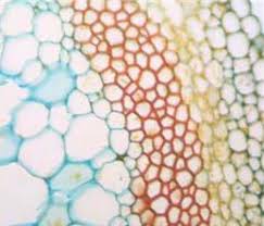 Key color the animal cell drawn below. Cell Membrane Structure And Function Lesson Teachengineering