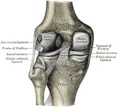 There are four ligaments in the knee that are prone to injury: Medial Collateral Ligament Of The Knee Physiopedia