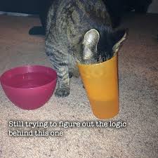 Must Have The Hoomans Water Cat Logic I Want Kitty Slurp Meme Cat Life People Organized Under The New Cat Empire Pounc Cats Cats And Kittens Pet Hacks