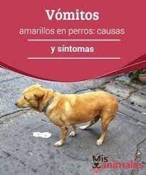 Vomitos Amarillos En Perros Causas Y Sintomas Mis Animales Perros Perros Mascotas Champu Para Perros