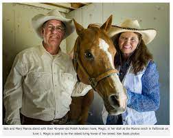 Magic The Oldest Living Polish Arabian Horse She S A Mare Horse And Man