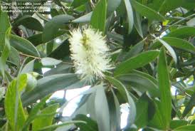 Image result for Melaleuca leucadendron