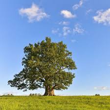 349 x 461 â· 56 kb â· jpeg credited to. Trees Have Their Own Songs The Atlantic