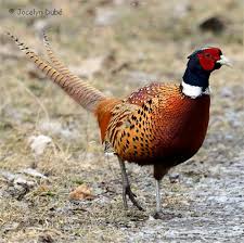 Faisan De Colchide Phasianus Colchicus