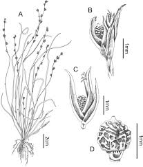 Image result for Scleria melanotricha