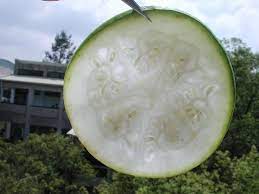 從瓠瓜看胎座 黑胡桃の網路閣 fruit seeds fruit seeds