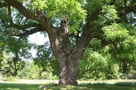 Image result for Juglans