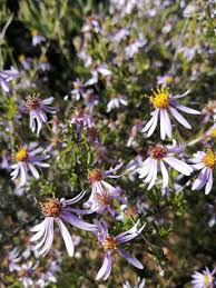 Image result for Felicia filifolia