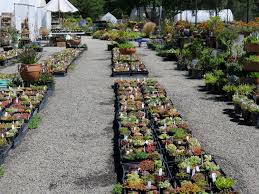Succulent cuttings and potted succulents for sale. Simply Succulent Traveler Resources Mcbg Corp 2021 Fort Bragg California
