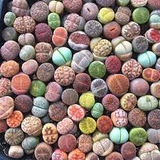 Colorful Lithops A Pack Of Lithops Lithops Succulents Lithops Succulent Display