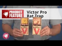 How to Set a Victor Professional Rat Trap - YouTube