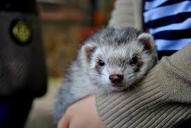 604 likes · 1 talking about this. Purchase Pet Store Near Me With Ferrets Up To 66 Off