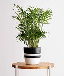 Costa farms cateracterum palm in 9 25 grower pot 10cat the. Parlor Palm Ansel Ivy Premium Potted Plants Delivered