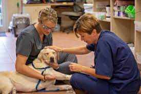 Thyroid tumours are relatively rare and are normally diagnosed by testing. Thyroid Tumors In Dogs Bluepearl Pet Hospital