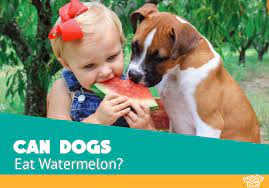 Just be very aware that the precautions that we mention surrounding adults dogs go double for their younger. Can Dogs Eat Watermelon Good Or Bad Treat For Your Puppy
