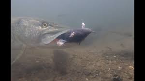 Have had a ton of discussions with various fishermen about spotting the differences between pike and muskie. Pike Devours Rat Youtube