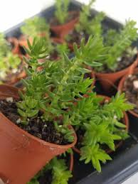 Image result for Crassula schimperi