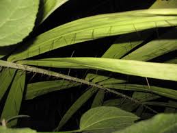 Image result for Aiphanes horrida