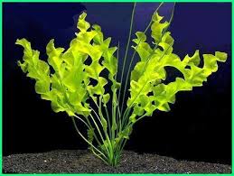 16 Jenis Tanaman Aquascape Yang Mudah Perawatannya Ekor9 Com Planted Aquarium Tanaman Air Menanam