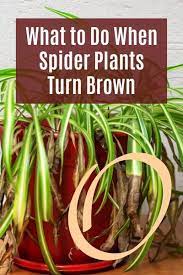 What To Do When My Spider Houseplant Turns Brown And Yellow Spider Plants Plant Care Houseplant Plant Leaves Turning Brown